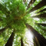 Circle-of-Trees-1920×1080-wide-wallpapers.net